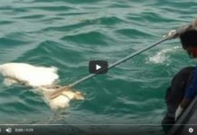 VIDEO: Aduh Sereeem, Potongan Tubuh Manusia Ditemukan di Perairan Kendawangan