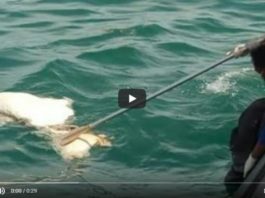 VIDEO: Aduh Sereeem, Potongan Tubuh Manusia Ditemukan di Perairan Kendawangan