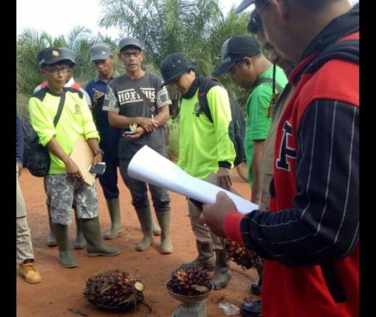 Minta Pemkab Ketapang Menilai Fisik Kebun