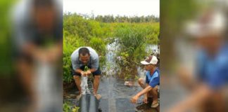 Muncrat Sampai 20 Meter