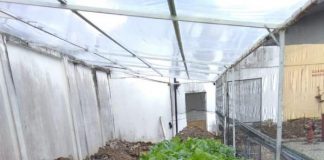 GenBI Kalbar Budidaya Sayur dan Lele