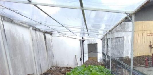 GenBI Kalbar Budidaya Sayur dan Lele