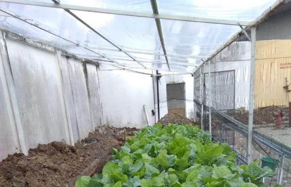 GenBI Kalbar Budidaya Sayur dan Lele