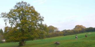 Padang Pengembalaan Bisa Jadi Peluang Bisnis