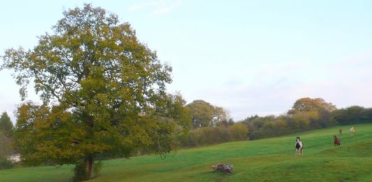 Padang Pengembalaan Bisa Jadi Peluang Bisnis