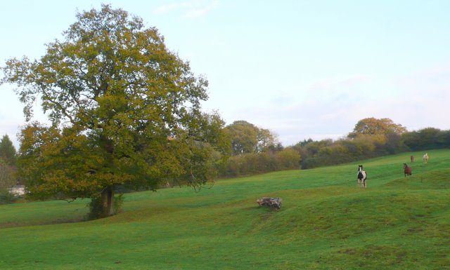 Padang Pengembalaan Bisa Jadi Peluang Bisnis