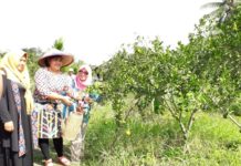 Petik Sendiri, Silahkan Jeruk Manis Dibawa Pulang