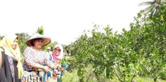 Petik Sendiri, Silahkan Jeruk Manis Dibawa Pulang