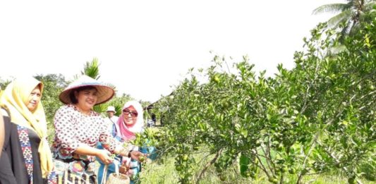 Petik Sendiri, Silahkan Jeruk Manis Dibawa Pulang