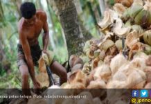 Perlu Pasar-pasar Baru untuk Kopra