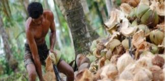 Produk Kelapa Kalbar Tembus ke Pasar Timur Tengah