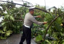 BREAKING NEWS: Pohon Tumbang Saat Hujan Lebat
