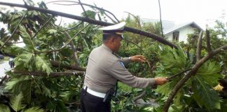 BREAKING NEWS: Pohon Tumbang Saat Hujan Lebat