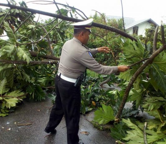 BREAKING NEWS: Pohon Tumbang Saat Hujan Lebat