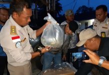 Penyeludupan Arwana Senilai Rp2 Miliar Berhasil Digagalkan