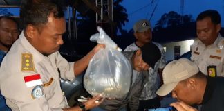 Penyeludupan Arwana Senilai Rp2 Miliar Berhasil Digagalkan