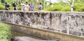 Tewas Mengenaskan Diterkam Buaya