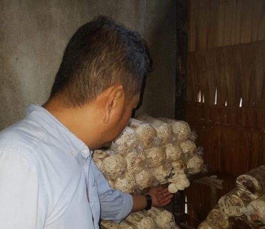 Mulyadi Bina Warga Budidaya Jamur Tiram