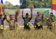 Sekadau Tergetkan Swasembada Beras