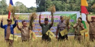 Sekadau Tergetkan Swasembada Beras
