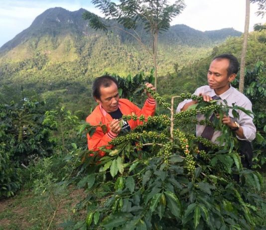 Kopi Sigararutang