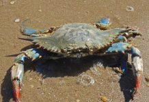 Selamatkan Hutan Bakau dengan Budidaya Kepiting