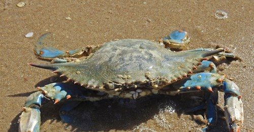 Selamatkan Hutan Bakau dengan Budidaya Kepiting