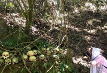 Ada Jenazah yang Masih ‘Segar’, Baru Satu Minggu