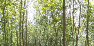 Libur Imlek, Wisatawan Kunjungi MMP