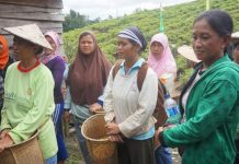 Total Panen Cabai di Desa Menyabo Capai 47 Ton