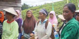 Total Panen Cabai di Desa Menyabo Capai 47 Ton