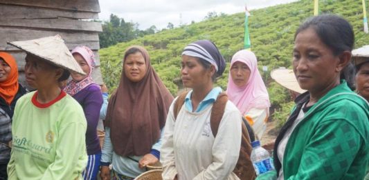 Total Panen Cabai di Desa Menyabo Capai 47 Ton