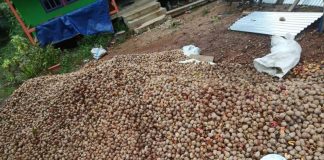 Tengkawang Melimpah, Tidak Ada Pembeli