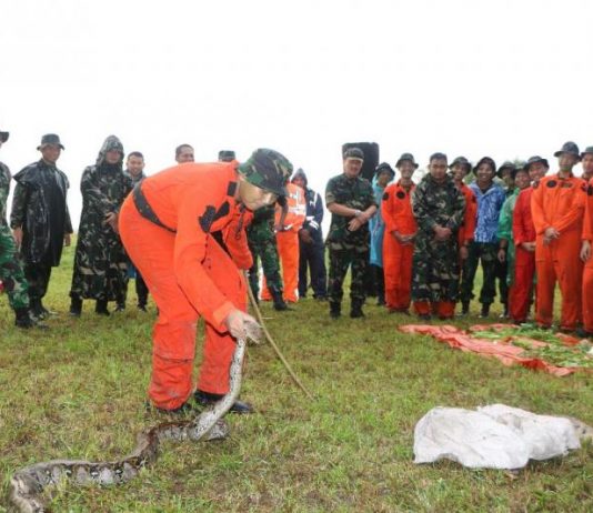 Ketemu Ular ya Makan Ular, Ketemu Daun ya Makan Daun