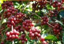 Disbun Kalbar Kembangkan Kopi Liberika