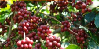 Sulap Batu Ampar Jadi Sentra Kopi Liberika