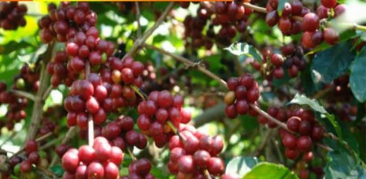 Sulap Batu Ampar Jadi Sentra Kopi Liberika