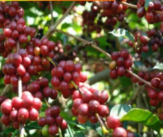 Sulap Batu Ampar Jadi Sentra Kopi Liberika