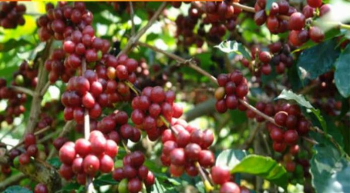 Sulap Batu Ampar Jadi Sentra Kopi Liberika