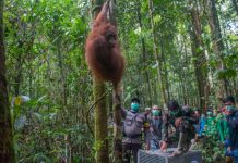 Kisah Kehidupan Enam Orangutan Sebelum Pelepasliaran di TNBBBR