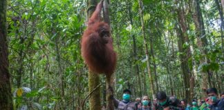 Kisah Kehidupan Enam Orangutan Sebelum Pelepasliaran di TNBBBR