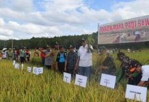 Banyak Lahan Tidur, Sintang Sulit Swasembada Beras