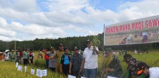 Banyak Lahan Tidur, Sintang Sulit Swasembada Beras