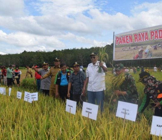 Banyak Lahan Tidur, Sintang Sulit Swasembada Beras