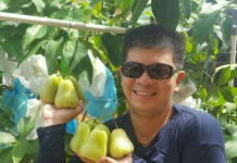 Belajar Otodidak, Michael Sukses Budidaya Jambu Madu Green Honey