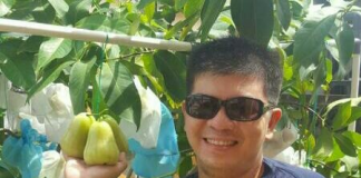 Belajar Otodidak, Michael Sukses Budidaya Jambu Madu Green Honey