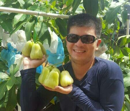 Belajar Otodidak, Michael Sukses Budidaya Jambu Madu Green Honey