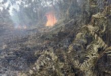 45 Hektar Lahan Gambut Terbakar