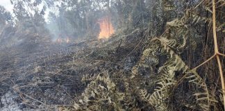 45 Hektar Lahan Gambut Terbakar