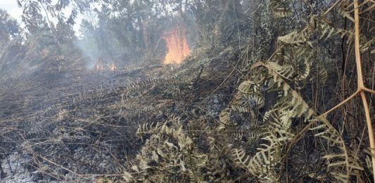 45 Hektar Lahan Gambut Terbakar